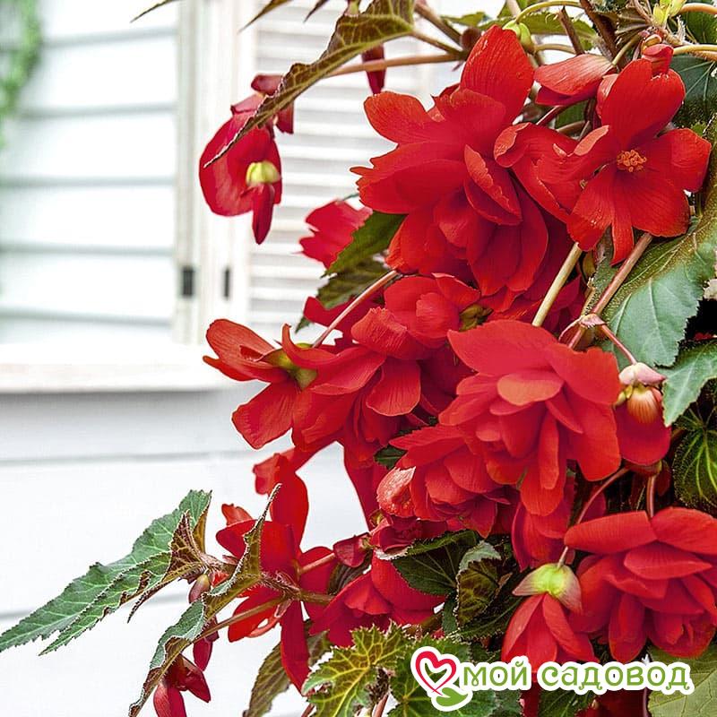 Бегония Пендула Ред